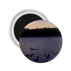 Intercoastal Seagulls 3 2 25  Magnets by Jamboo