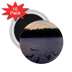 Intercoastal Seagulls 3 2 25  Magnets (10 Pack) 