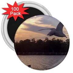 Intercoastal Seagulls 4 3  Magnets (100 Pack)