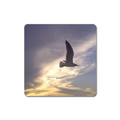 Seagull 1 Square Magnet