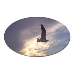 Fly Seagull Oval Magnet by Jamboo