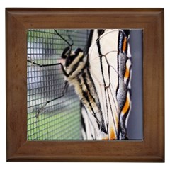 Butterfly 1 Framed Tiles