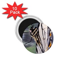 Butterfly 1 1.75  Magnets (10 pack) 