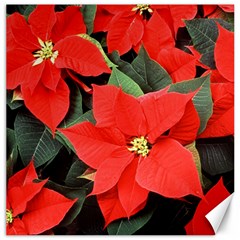 Poinsettia Canvas 12  X 12   by trendistuff