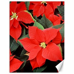 Poinsettia Canvas 12  X 16   by trendistuff