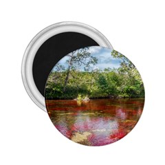 Cano Cristales 3 2 25  Magnets by trendistuff