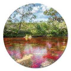 Cano Cristales 3 Magnet 5  (round) by trendistuff