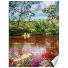 Cano Cristales 3 Canvas 12  X 16   by trendistuff