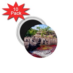 Cano Cristales 2 1 75  Magnets (10 Pack) 