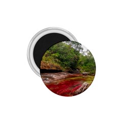 Cano Cristales 1 1 75  Magnets by trendistuff