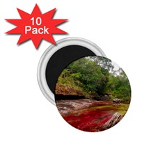 Cano Cristales 1 1 75  Magnets (10 Pack)  by trendistuff