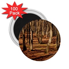 Wood Shadows 2 25  Magnets (100 Pack)  by trendistuff