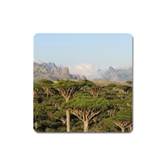 Socotra, Yemen Square Magnet by trendistuff