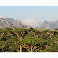 Socotra, Yemen Collage 8  X 10  by trendistuff