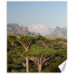 Socotra, Yemen Canvas 8  X 10  by trendistuff