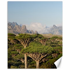 Socotra, Yemen Canvas 11  X 14   by trendistuff