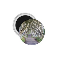 Dark Hedges, Ireland 1 75  Magnets by trendistuff