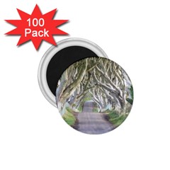 Dark Hedges, Ireland 1 75  Magnets (100 Pack)  by trendistuff