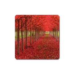 Avenue Of Trees Square Magnet by trendistuff