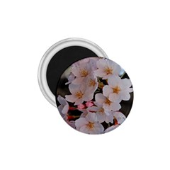 Sakura 1 75  Magnets by trendistuff