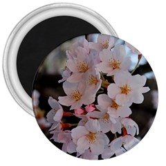 Sakura 3  Magnets by trendistuff