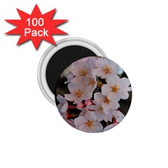 Sakura 1 75  Magnets (100 Pack)  by trendistuff