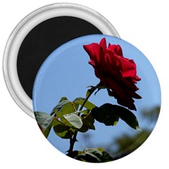 Red Rose 2 3  Magnets by trendistuff