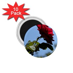 Red Rose 2 1 75  Magnets (10 Pack)  by trendistuff