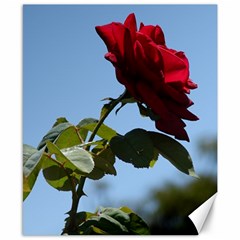 Red Rose 2 Canvas 8  X 10  by trendistuff