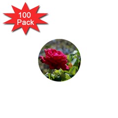 Red Rose 1 1  Mini Buttons (100 Pack) 