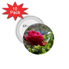 Red Rose 1 1 75  Buttons (10 Pack) by trendistuff