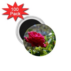 Red Rose 1 1 75  Magnets (100 Pack)  by trendistuff