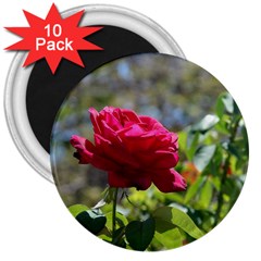 Red Rose 1 3  Magnets (10 Pack)  by trendistuff