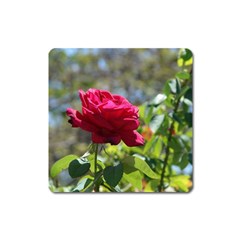 Red Rose 1 Square Magnet