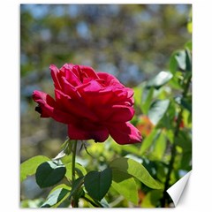 Red Rose 1 Canvas 8  X 10  by trendistuff