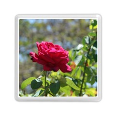 Red Rose 1 Memory Card Reader (square)  by trendistuff