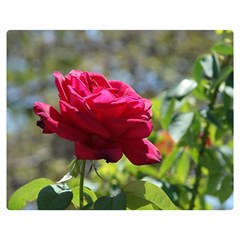 Red Rose 1 Double Sided Flano Blanket (medium) 