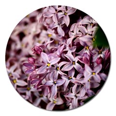 Purple Lilacs Magnet 5  (round) by trendistuff