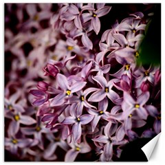 Purple Lilacs Canvas 16  X 16   by trendistuff