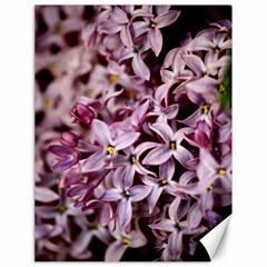 Purple Lilacs Canvas 18  X 24  