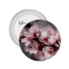 Plum Blossoms 2 25  Buttons by trendistuff