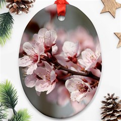 Plum Blossoms Ornament (oval)  by trendistuff