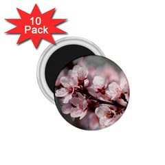 Plum Blossoms 1 75  Magnets (10 Pack)  by trendistuff