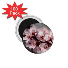 Plum Blossoms 1 75  Magnets (100 Pack)  by trendistuff