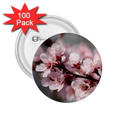 Plum Blossoms 2 25  Buttons (100 Pack) 