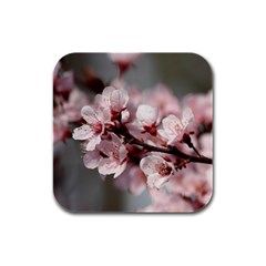 Plum Blossoms Rubber Square Coaster (4 Pack)  by trendistuff