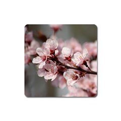 Plum Blossoms Square Magnet by trendistuff