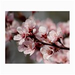 PLUM BLOSSOMS Small Glasses Cloth Front