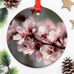 Plum Blossoms Round Ornament (two Sides)  by trendistuff