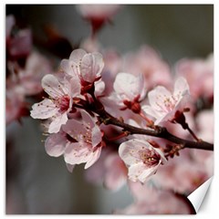 Plum Blossoms Canvas 20  X 20   by trendistuff